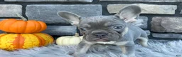 French Bulldog dogs for sale: Sydney - Ad 2