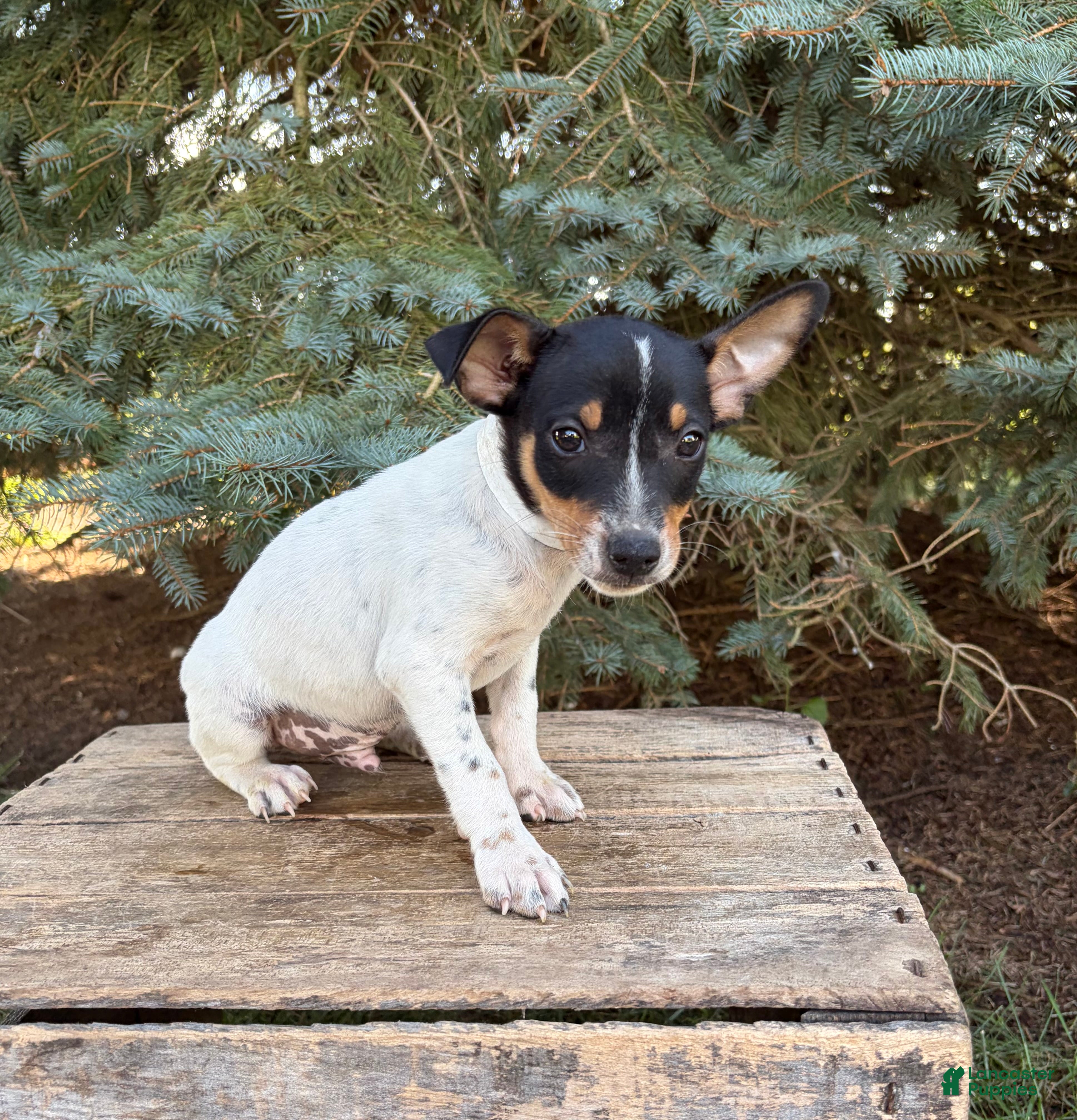 Rat Terrier dogs Romeo - Ad 2