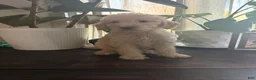 Labradoodle dogs for sale: Janet  - Ad 4