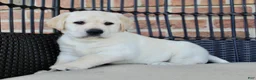 Labrador Retriever dogs for sale: Duke - Ad 3