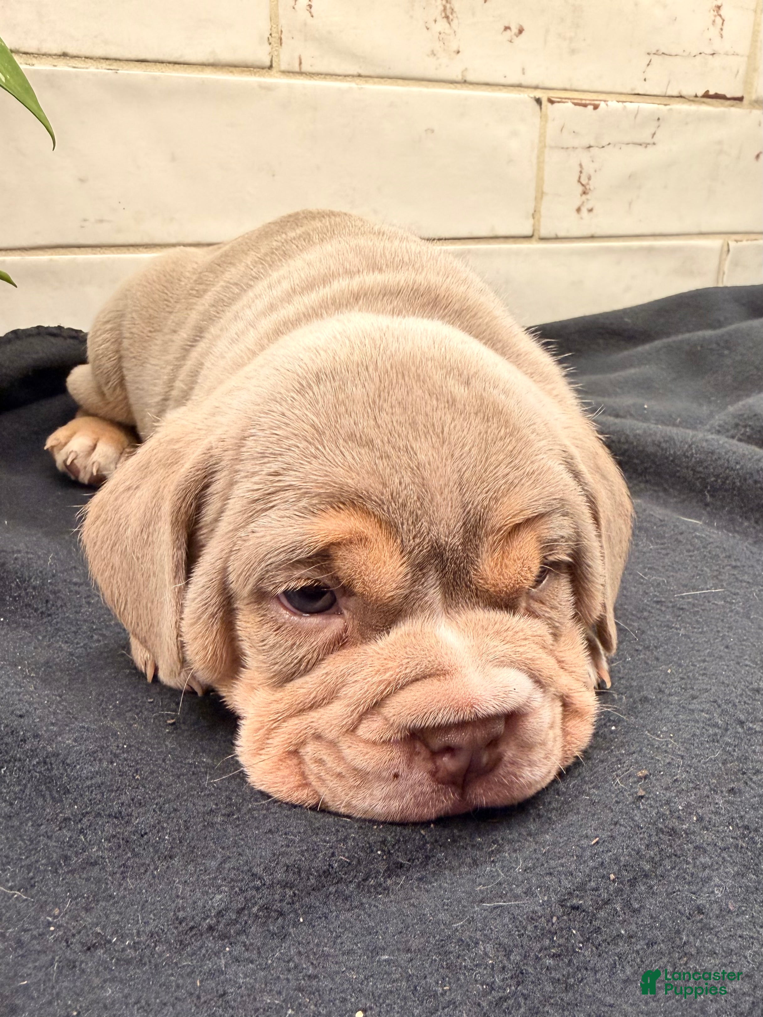 Beabull dogs Coon - Ad 2