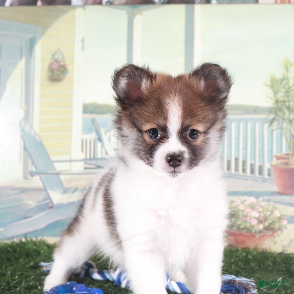 Pomeranian dogs Tubbs-Tough Little Pomeranian Puppy - Ad 2