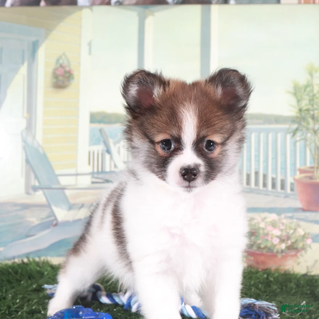 Pomeranian dogs for sale: Tubbs-Tough Little Pomeranian Puppy - Ad 2