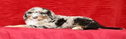 Sheepadoodle dogs for sale: Max - Ad 3