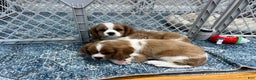 Cavalier King Charles Spaniel dogs for sale: Blenhiem boy - Ad 2