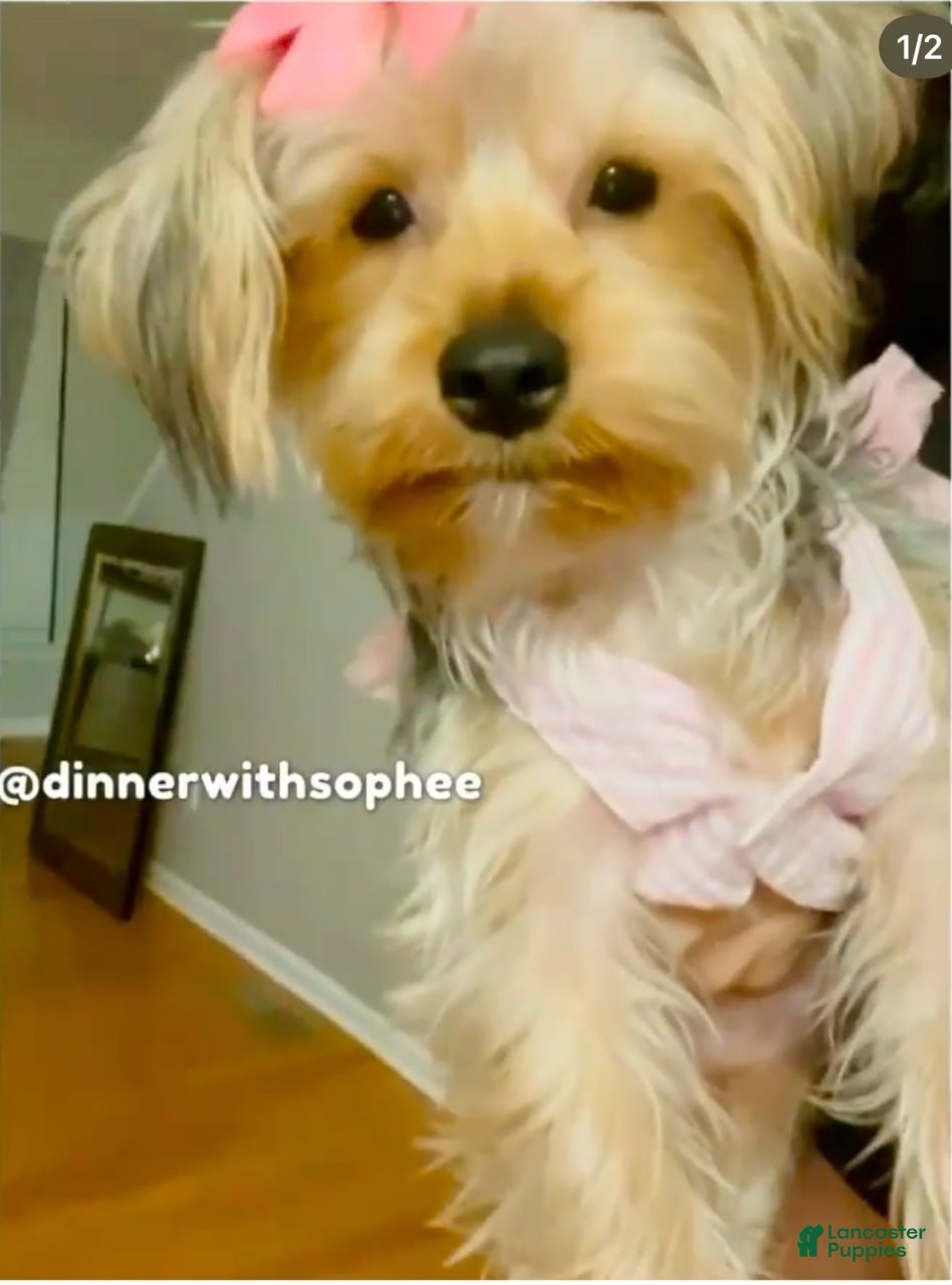 Sophie 