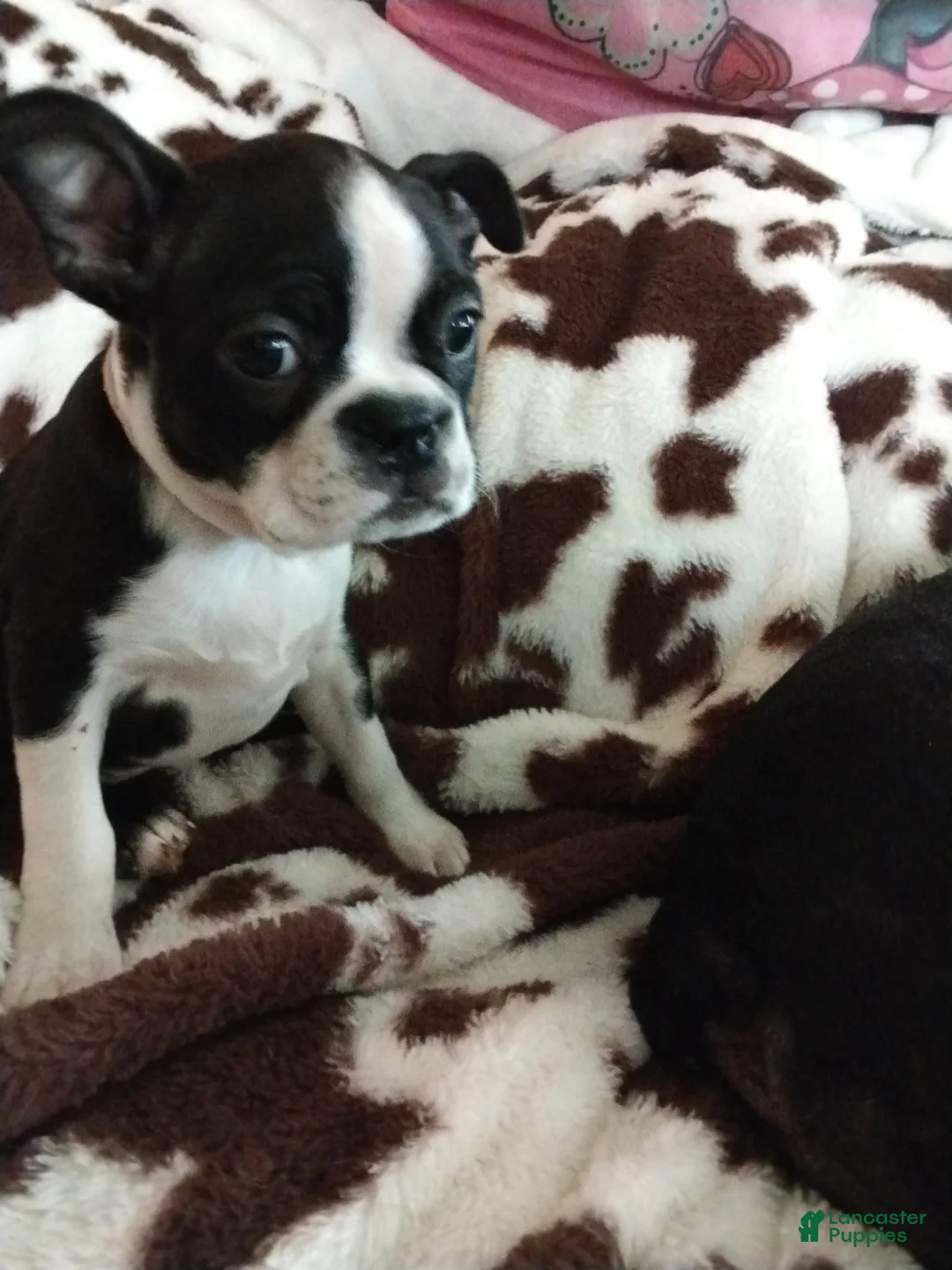 Boston Terrier dogs for sale: Boston Terrier Puppy 6 - Ad 2