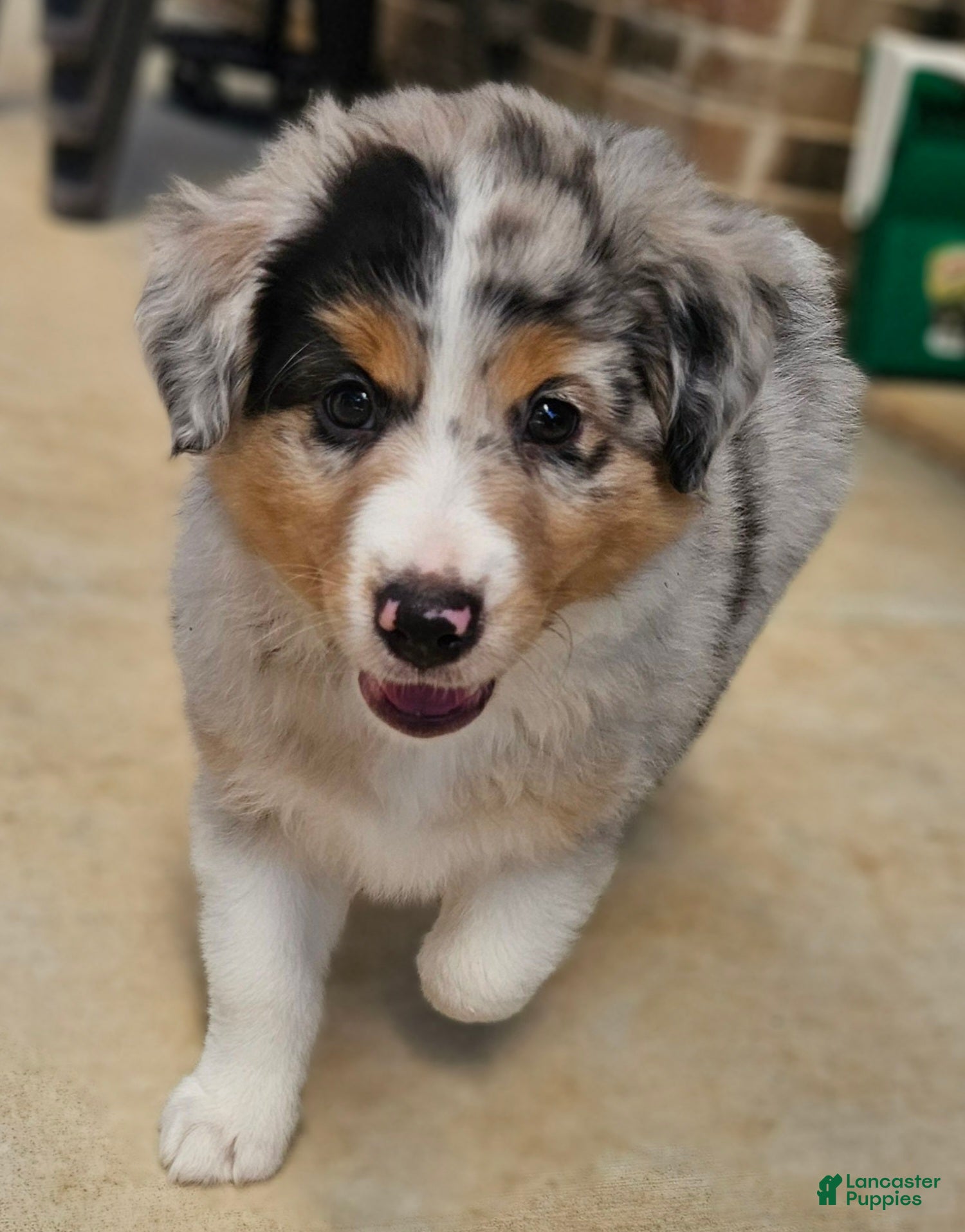 Australian Shepherd dogs Playful & Handsome Blue Merle Male with Cute Pink-Spotted Nose - Ad 34