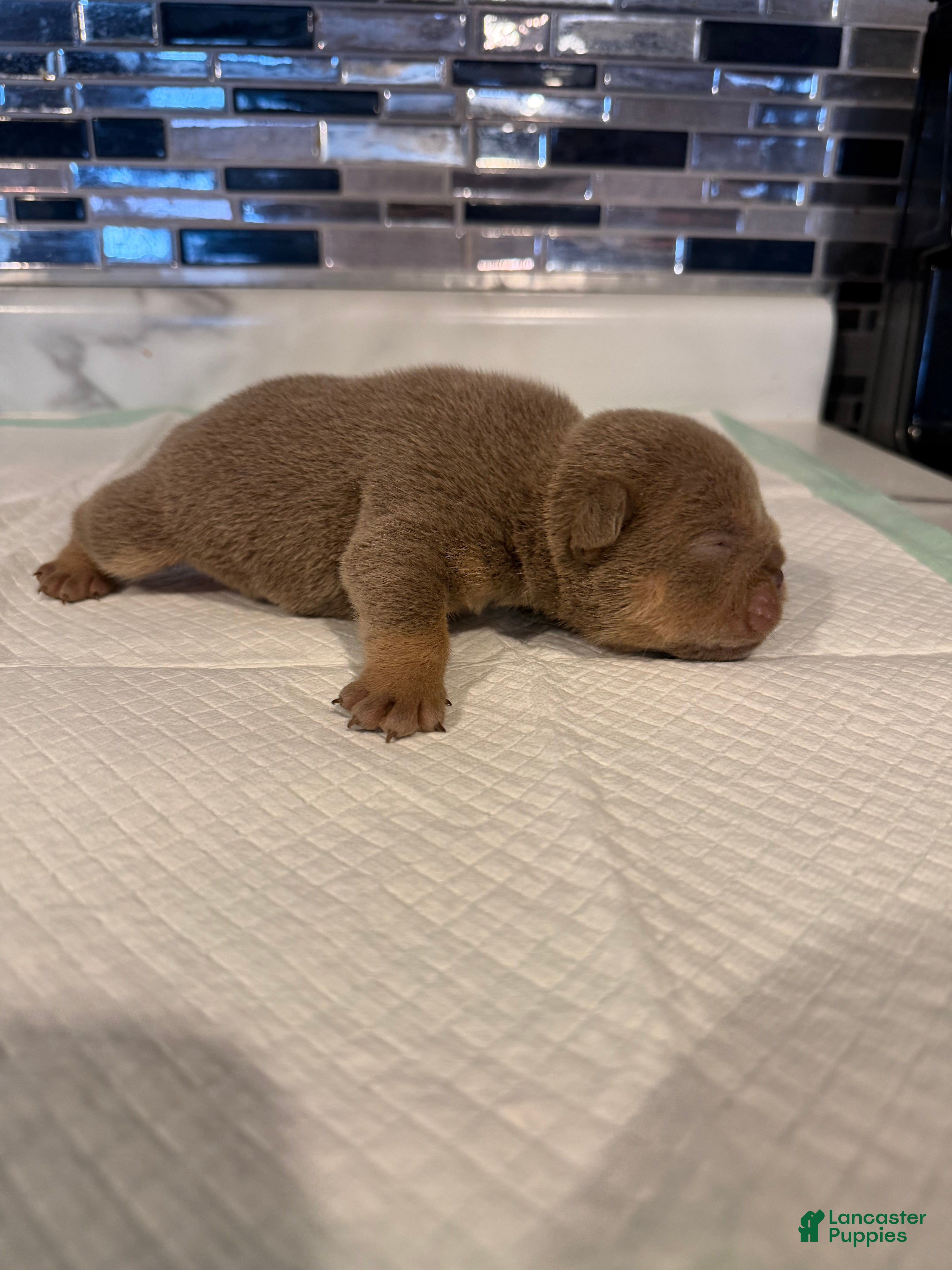 English Bulldog dogs Lilac full suit male - Ad 37