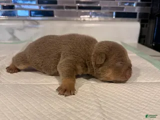 English Bulldog dogs Lilac full suit male - Ad 37