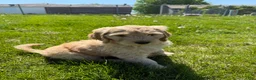 Goldendoodle dogs for sale: Goldendoodle Lime Green Puppy  - Ad 3