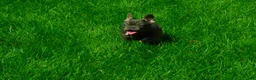 French Bulldog dogs for sale: French Bulldog 1 - Ad 2