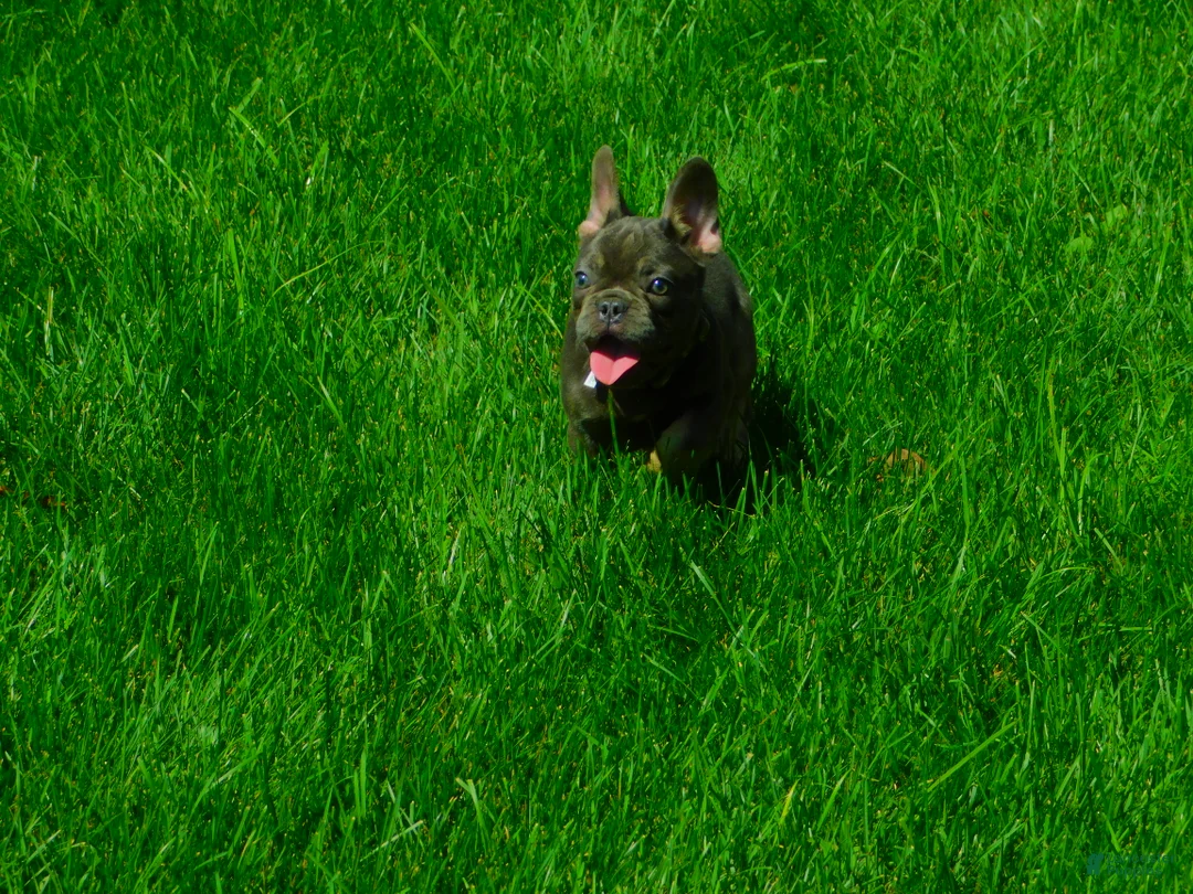 French Bulldog dogs for sale: French Bulldog 1 - Ad 2