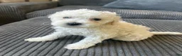 Mixed Breed dogs for sale: Mixed Breed 2 - Ad 2