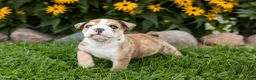 English Bulldog dogs for sale: Buddy  - Ad 3
