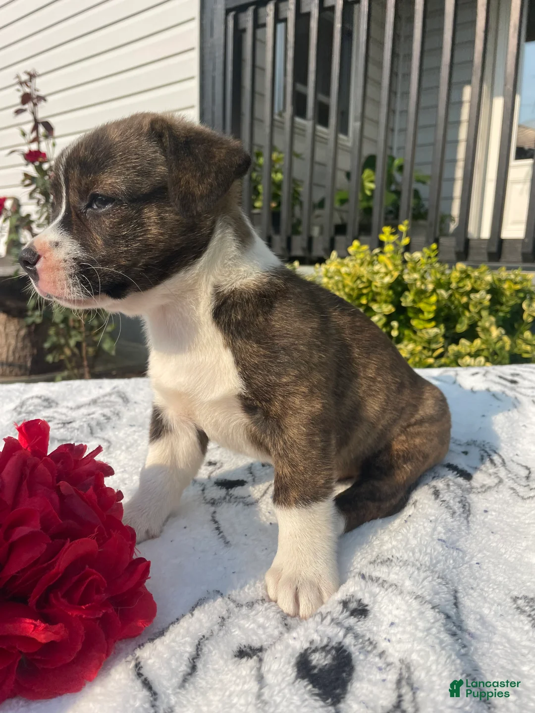 Mixed Breed dogs for sale: Carla - Ad 2