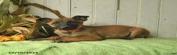 Belgian Malinois dogs for sale: Polly  - Ad 9