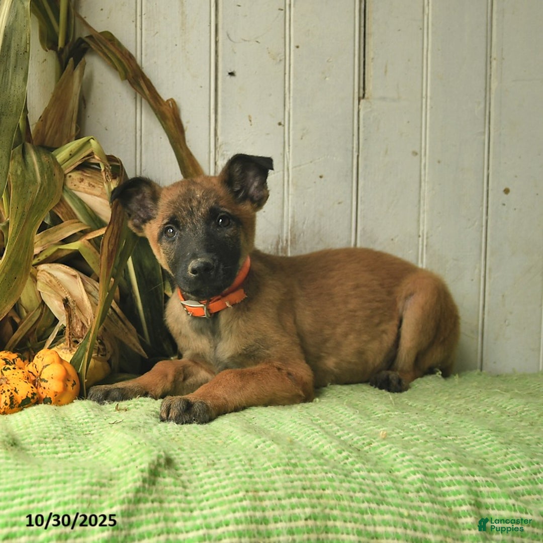 Belgian Malinois dogs for sale: Polly  - Ad 9