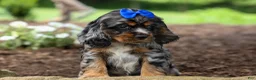 Cocker Spaniel dogs for sale: Dakota 🐶💙 - Ad 11