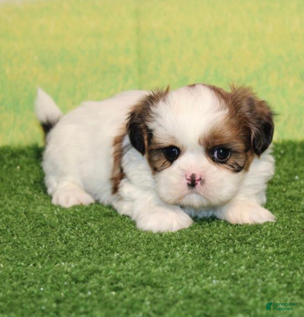 Shih Tzu dogs Julie - Ad 23