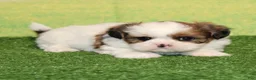 Shih Tzu dogs for sale: Julie - Ad 1