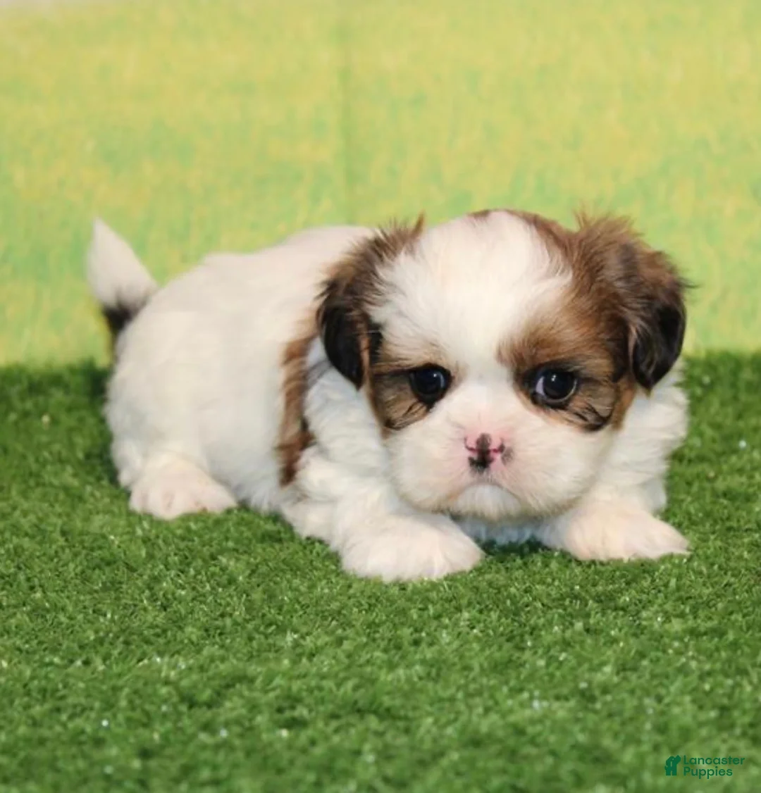 Shih Tzu dogs for sale: Julie - Ad 1