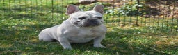 French Bulldog dogs for sale: Snowball - Ad 4