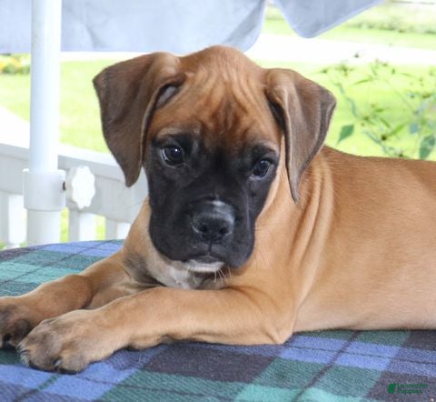 Boxer dogs Malcolm -Champ lines - Ad 1