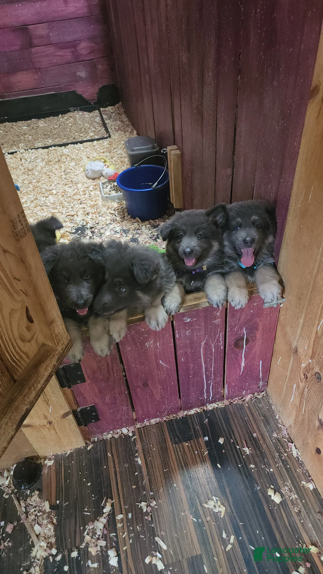 German Shepherd dogs for sale: Omelette  - Ad 2
