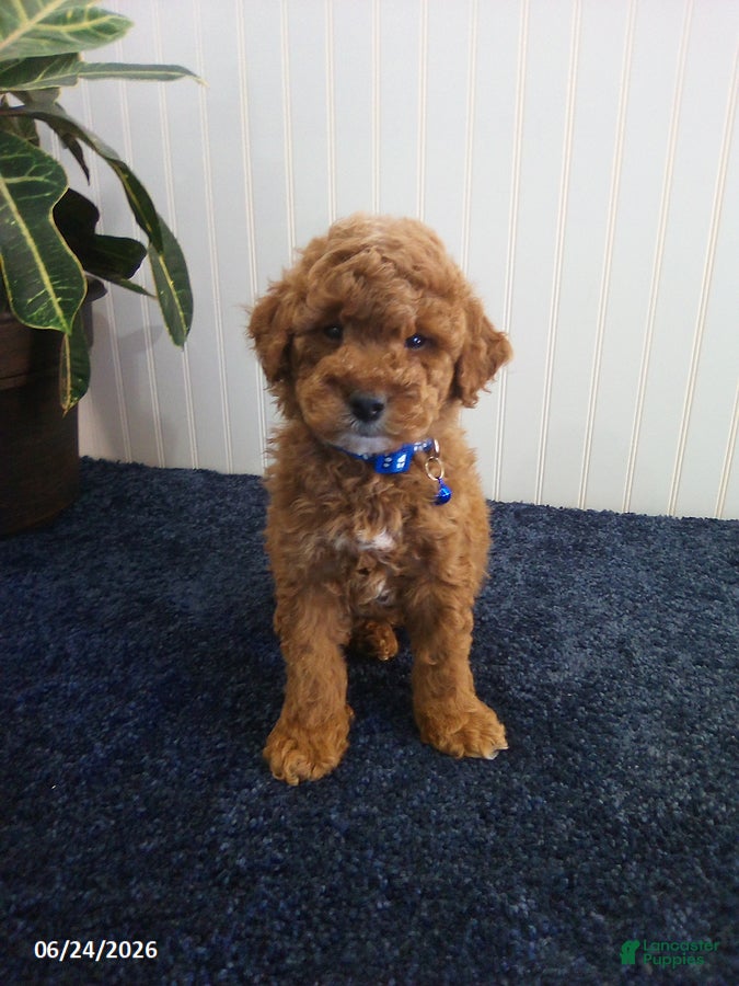 Miniature Poodle dogs Trent - Ad 1
