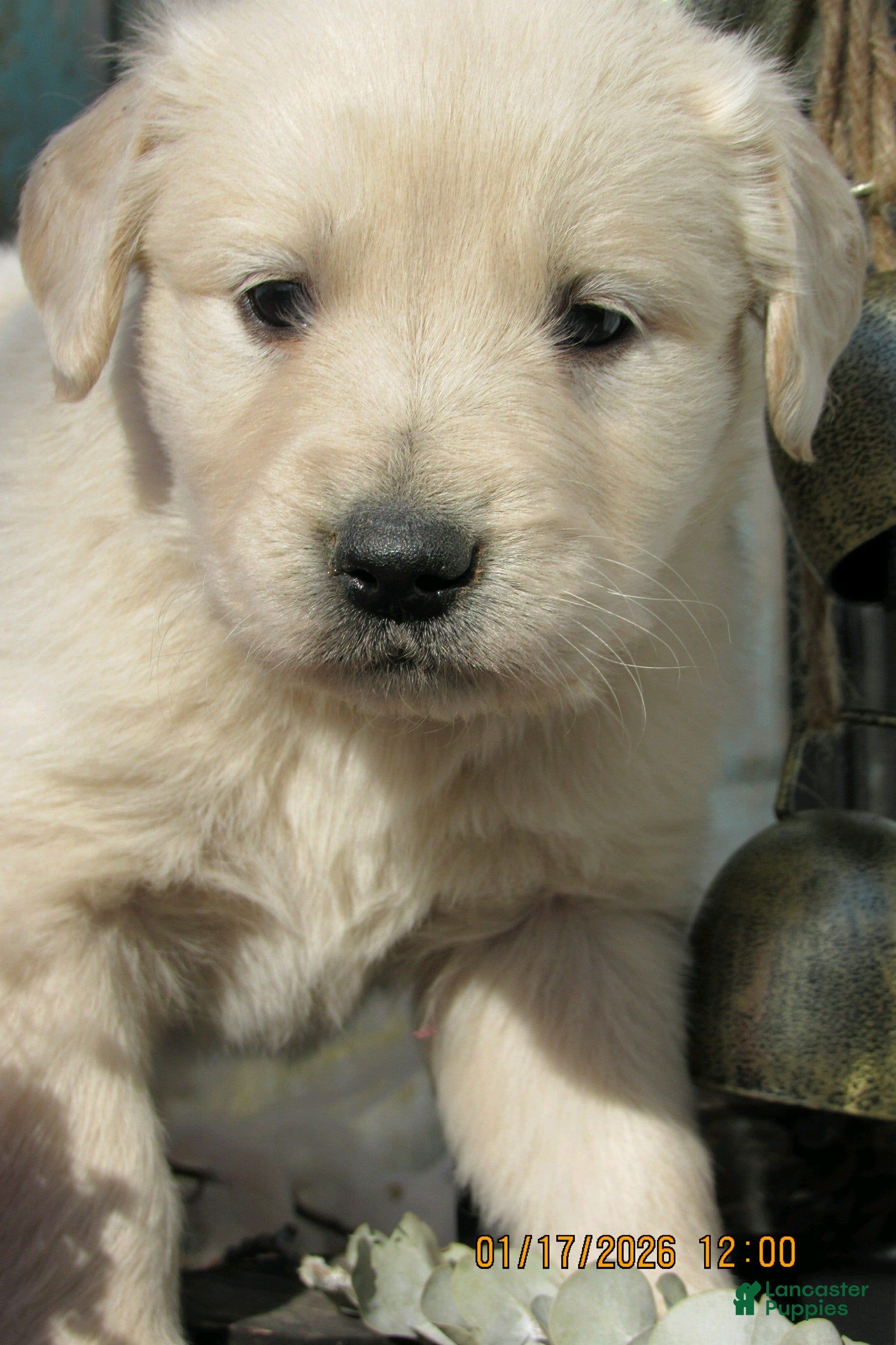 Golden Retriever dogs Golden Retriever Puppy 3 Lacy - Ad 24