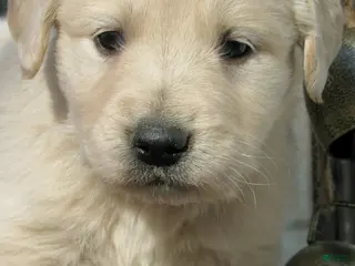 Golden Retriever dogs Golden Retriever Puppy 3 Lacy - Ad 1