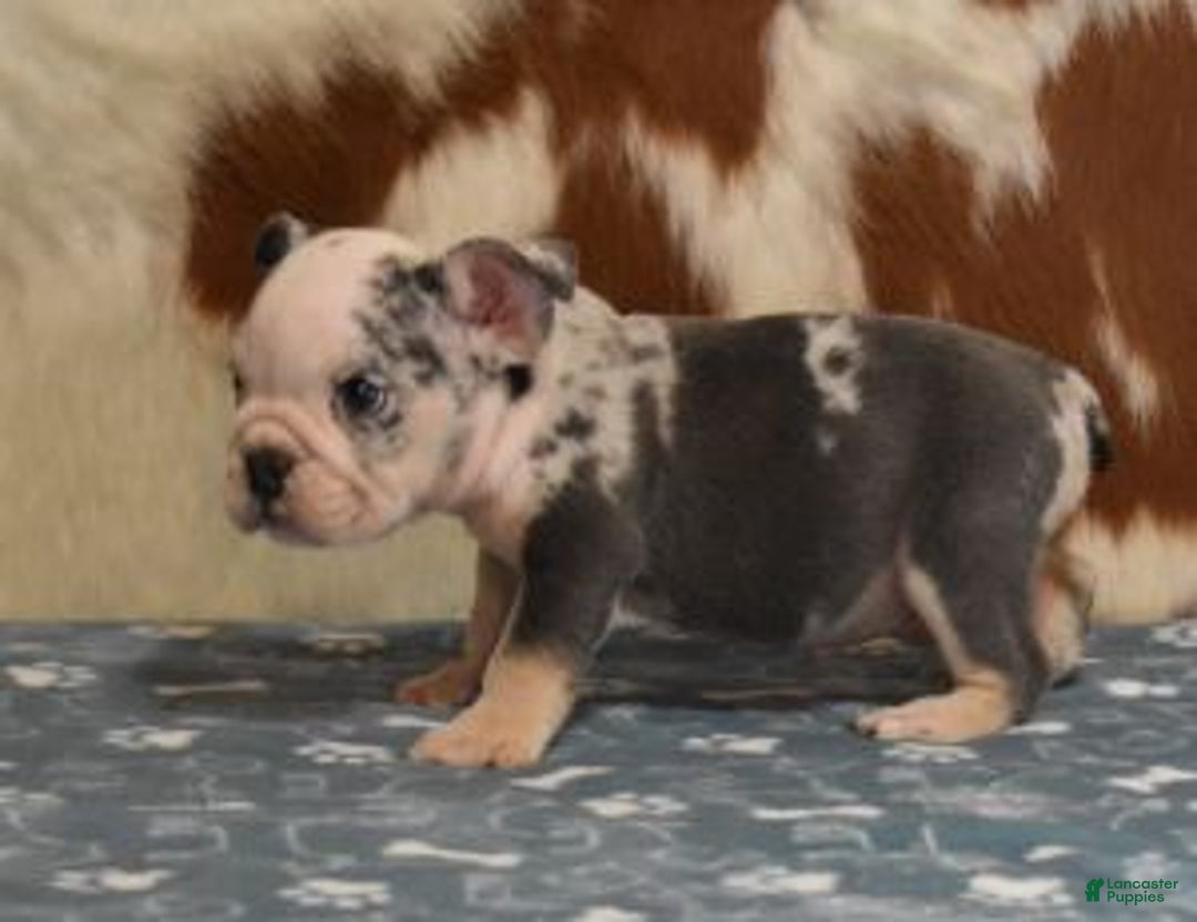 English Bulldog dogs for sale: BESS, BLUE TRI FEMALE - Ad 9