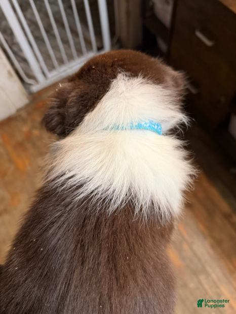 Australian Shepherd dogs Light Blue - Ad 2
