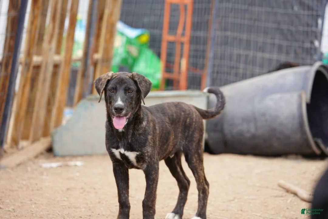 Mixed Breed dogs for sale: Bear Tiscar Farm Dog - Ad 4