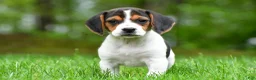 Beagle dogs for sale: Bella - Ad 3