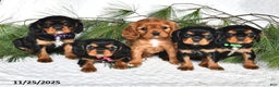 Cavalier King Charles Spaniel dogs for sale: Audrey- (chocolate carrier) - Ad 3