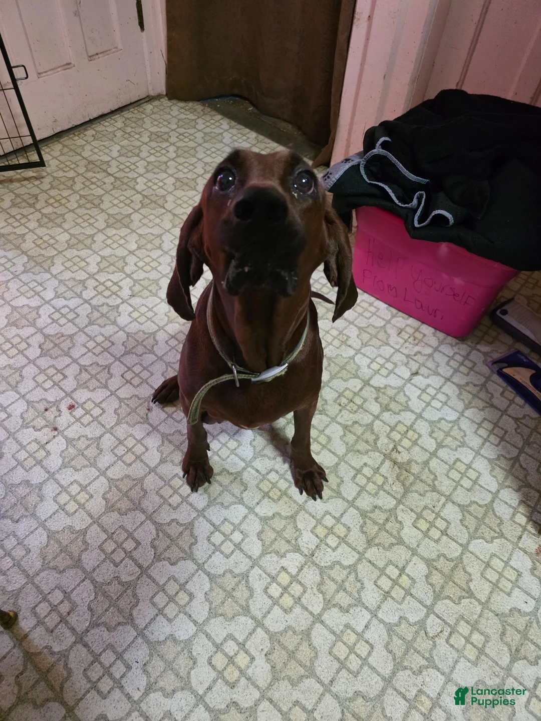 Redbone Coonhound dogs for sale: Redbone Coonhound 10 - Ad 2