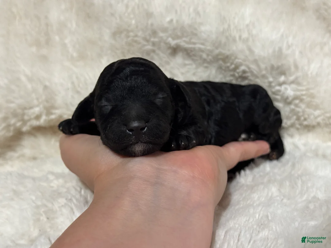 Toy Poodle dogs for sale: Nellie  - Ad 2