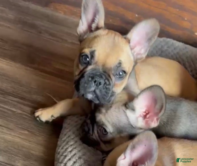 French Bulldog dogs LIZZIE - FAWN BEAUTY IN LA, CA - USA DELIVERY & FINANCING OPTIONS! - Ad 14