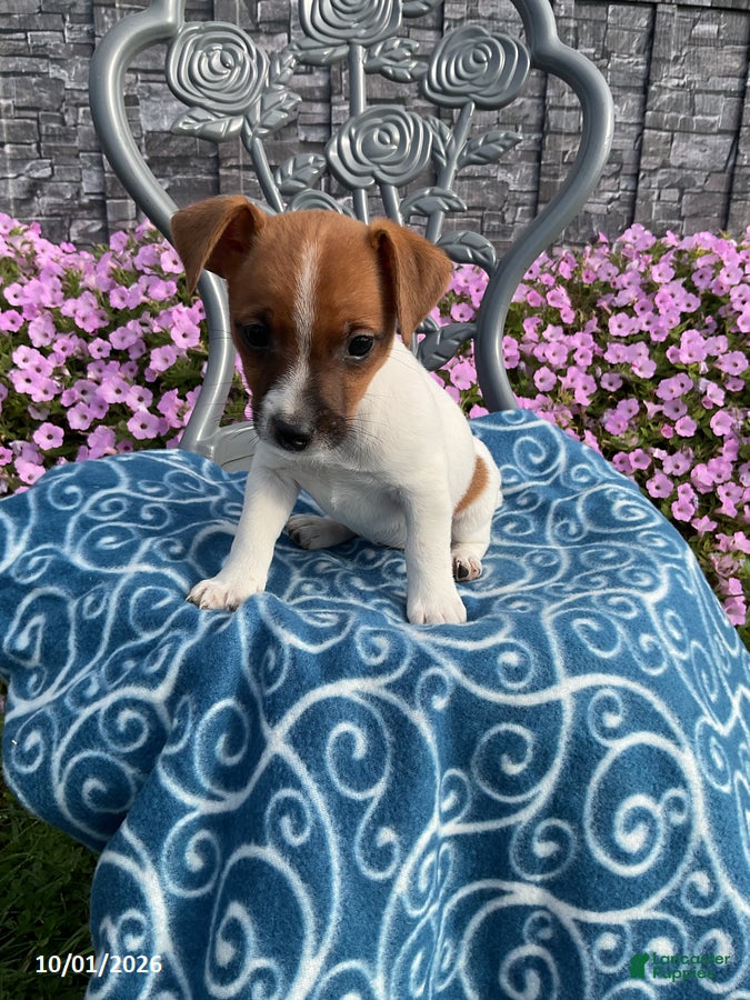 Jack Russell Terrier dogs Kelsie - Ad 1