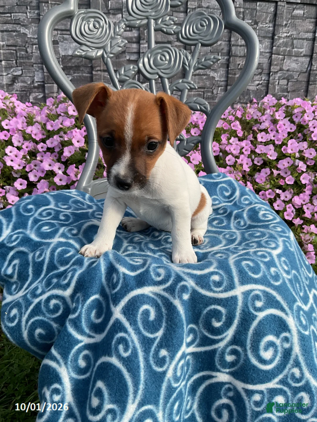 Jack Russell Terrier dogs for sale: Kelsie - Ad 1
