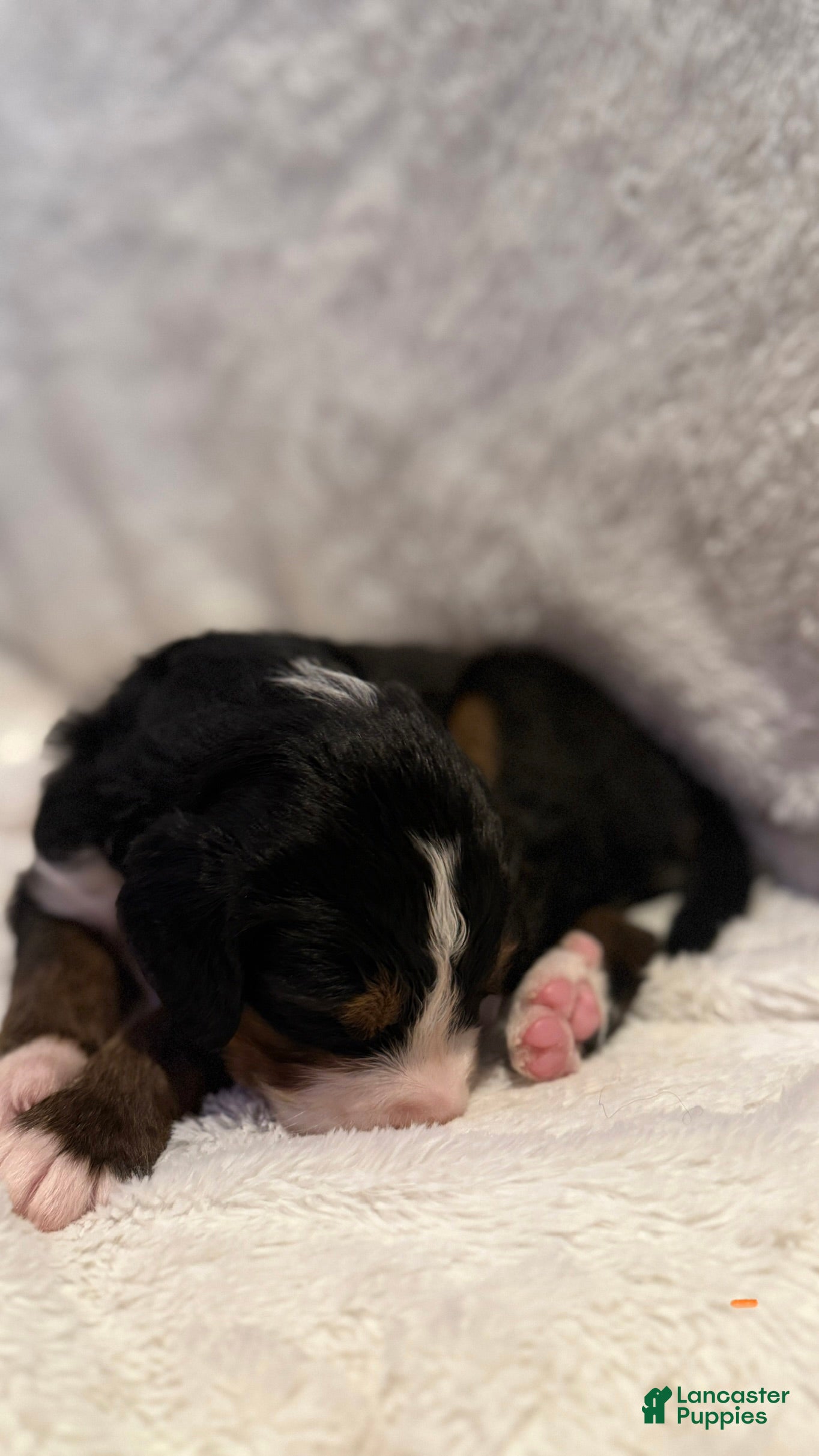 Bernese Mountain Dog dogs Orange Boy - Ad 2