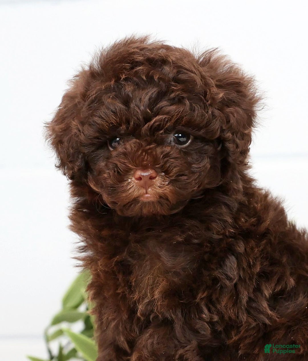 Toy Poodle dogs for sale: Lexie Toy - Ad 9