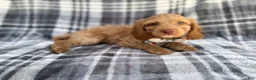 Cockapoo dogs for sale: Trout - Ad 7