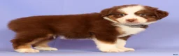 Miniature Australian Shepherd dogs for sale: Loren - Ad 4