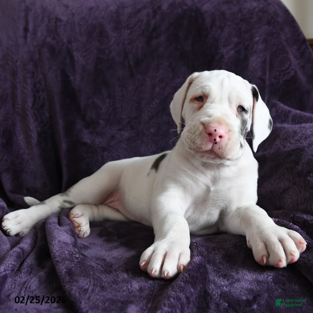 Great Dane dogs for sale: Aurora - Ad 5