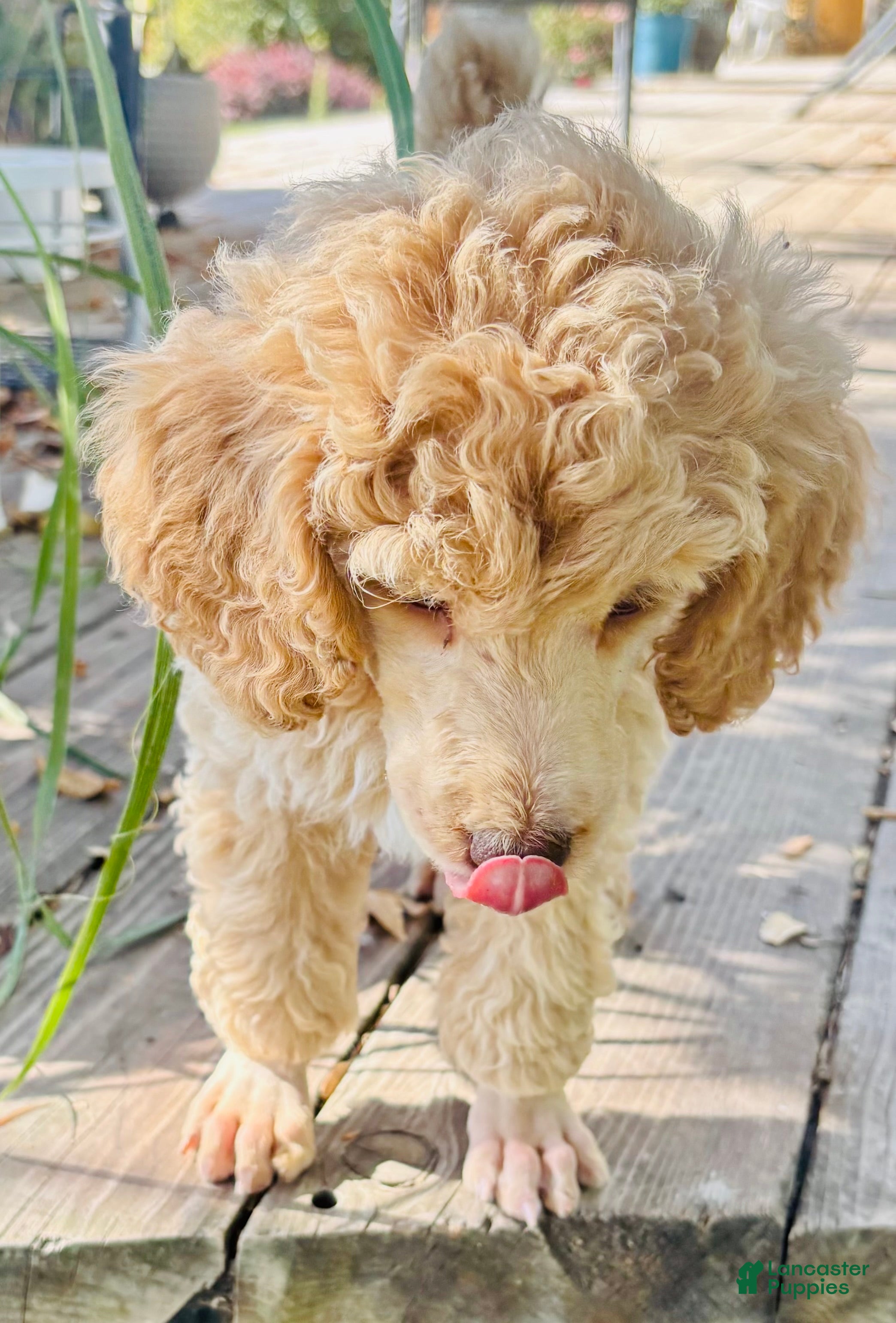 Standard Poodle dogs Standard Poodle 7 Apricot - Ad 2