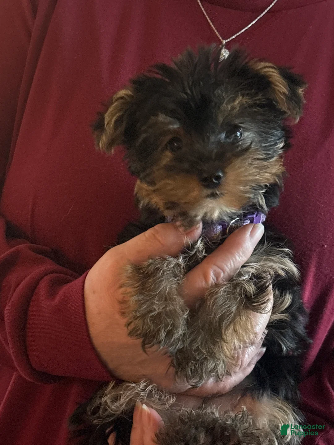 Yorkshire Terrier dogs for sale: Yorkshire Terrier Murple - Ad 1