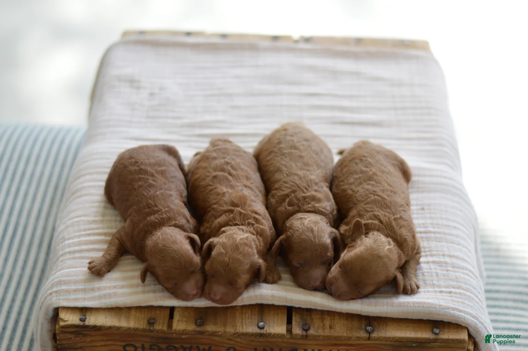 Miniature Poodle dogs for sale: Miny - Ad 1